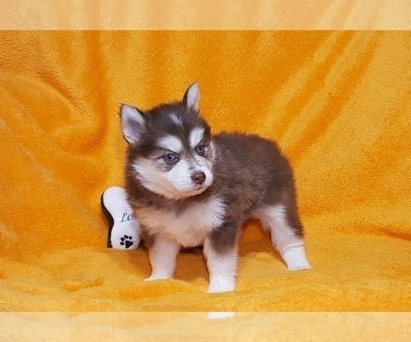 Medium Photo #24 Pomsky Puppy For Sale in RAMONA, CA, USA