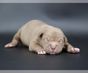 American Bully Puppy for sale in CHAMPAIGN, IL, USA