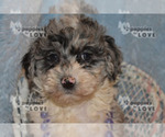 Small Photo #12 Aussiedoodle-Poodle (Toy) Mix Puppy For Sale in SANGER, TX, USA