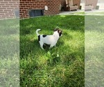 Small #4 Chihuahua