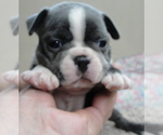 Puppy Jinny Boston Terrier