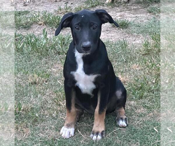 Medium Photo #2 German Shepherd Dog-Unknown Mix Puppy For Sale in Yardley, PA, USA