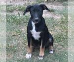 Small #1 German Shepherd Dog Mix