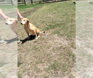 Labrador Retriever Dogs for adoption in COLEMAN, TX, USA