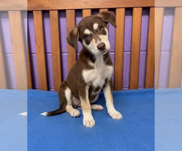 Medium Photo #3 Siberian Husky-Unknown Mix Puppy For Sale in Genesee, WI, USA
