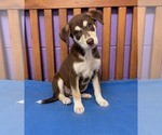 Small #2 Siberian Husky Mix
