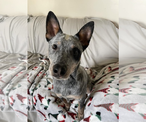 Medium Photo #3 Mutt Puppy For Sale in Highland, IL, USA