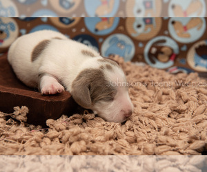 Dachshund Puppy for sale in STATESVILLE, NC, USA