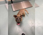 Small #1 Black Mouth Cur-Labrador Retriever Mix