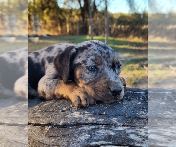 Medium Photo #13 Catahoula Leopard Dog Puppy For Sale in CUMBY, TX, USA