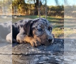 Small #12 Catahoula Leopard Dog