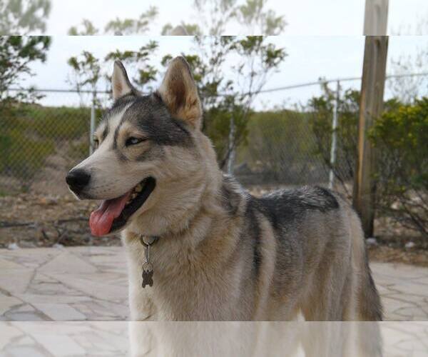 Medium Photo #2 Siberian Husky Puppy For Sale in Randleman , NM, USA