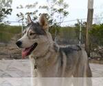Small #1 Siberian Husky
