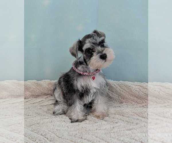 Medium Photo #1 Schnauzer (Miniature) Puppy For Sale in HOLLYWOOD, FL, USA