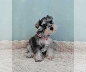 Schnauzer (Miniature) Puppy for sale in HOLLYWOOD, FL, USA