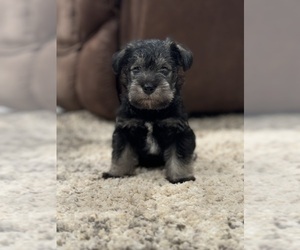 Schnauzer (Miniature) Puppy for sale in CHILDRESS, TX, USA