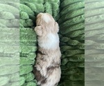 Small #1 Australian Shepherd