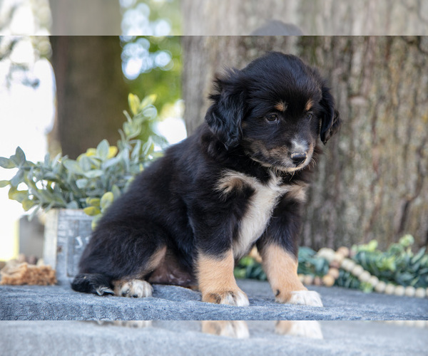 Medium Photo #1 Miniature Australian Shepherd Puppy For Sale in CHRISTIANA, PA, USA