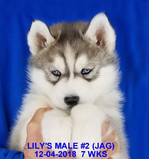 Medium Photo #33 Siberian Husky Puppy For Sale in MANILLA, IA, USA