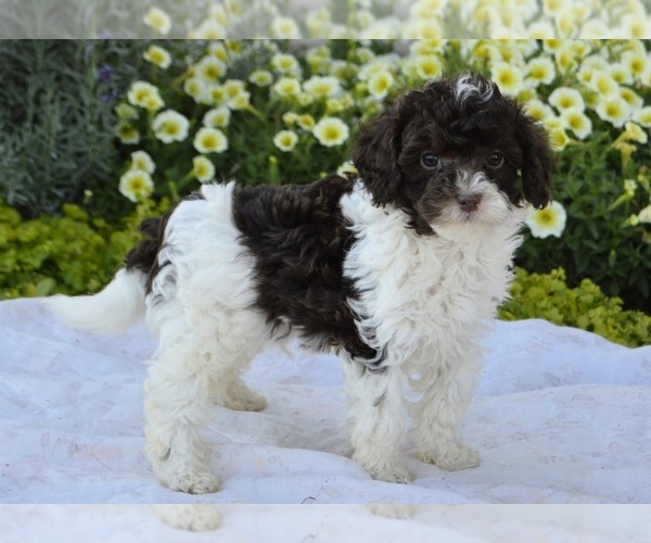 Medium Photo #1 Cavapoo Puppy For Sale in PARADISE, PA, USA