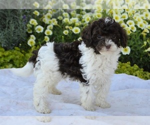 Cavapoo Puppy for sale in PARADISE, PA, USA