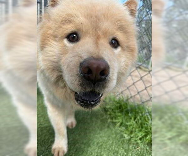 Medium Photo #2 Chow Chow Puppy For Sale in Newfoundland, PA, USA