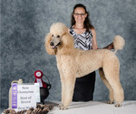 Small Photo #1 Poodle (Standard) Puppy For Sale in WAUSAUKEE, WI, USA