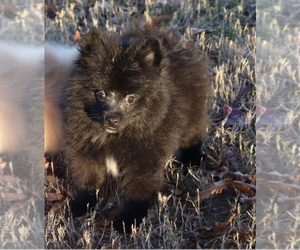 Pomeranian Puppy for sale in ATLANTA, GA, USA