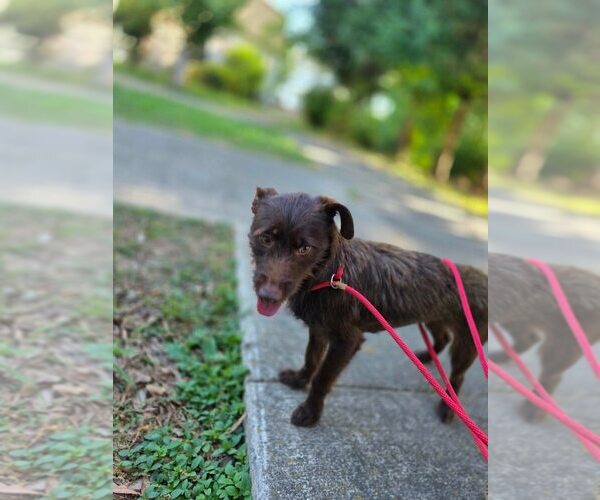 Medium Photo #8 Mutt Puppy For Sale in New York, NY, USA