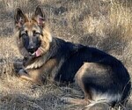 Small Photo #1 King Shepherd Puppy For Sale in PEACH SPRINGS, AZ, USA