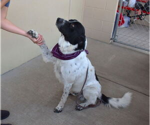 Great Pyrenees-Unknown Mix Dogs for adoption in McKinney, TX, USA