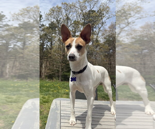 Medium Photo #14 Mutt Puppy For Sale in Oak Bluffs, MA, USA