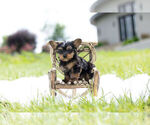 Small Photo #2 Yorkshire Terrier Puppy For Sale in WARSAW, IN, USA