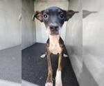 Small American Staffordshire Terrier Mix