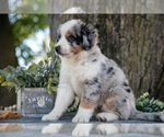 Small Miniature Australian Shepherd