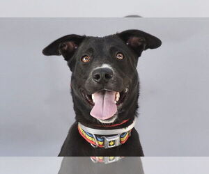 Lab-Pointer Dogs for adoption in Pasadena, CA, USA