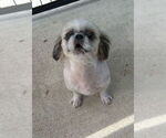 Small #3 Shih Tzu