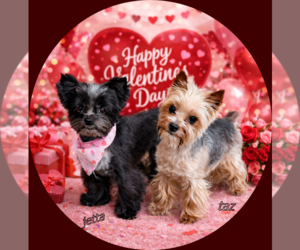 Mother of the Yorkshire Terrier puppies born on 03/10/2026