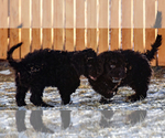 Small Photo #9 Spanish Water Dog Puppy For Sale in SIMLA, CO, USA