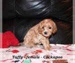 Small Photo #6 Cockapoo (Miniature) Puppy For Sale in CLARKRANGE, TN, USA