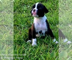 Puppy Itty Bitty Boxer