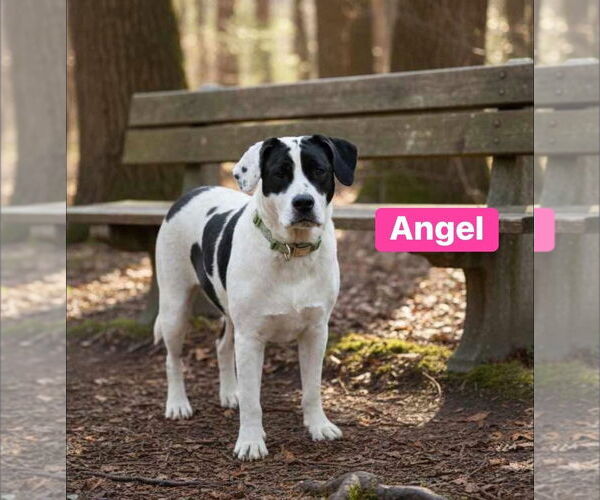 Medium Photo #6 Labrador Retriever-Unknown Mix Puppy For Sale in Alexander, AR, USA