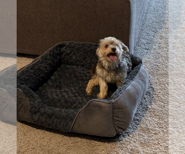Medium Photo #1 Havanese Puppy For Sale in Alexandria, KY, USA
