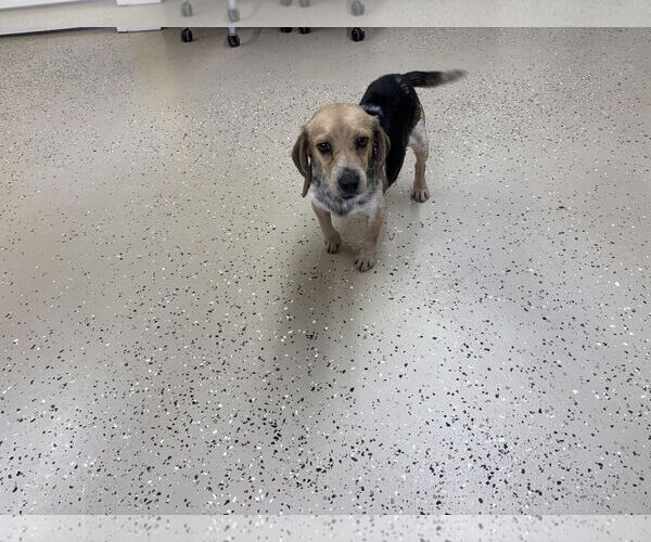 Medium Photo #3 Beagle-Unknown Mix Puppy For Sale in York, SC, USA