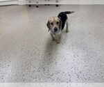 Small #2 Beagle Mix