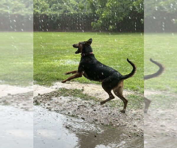 Medium Photo #11 Doberman Pinscher-Unknown Mix Puppy For Sale in Oak Bluffs, MA, USA