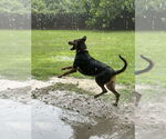 Small #10 Doberman Pinscher Mix
