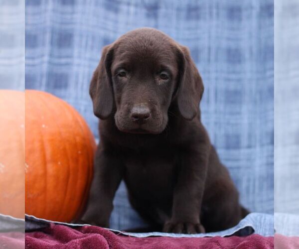 Medium Photo #2 Labrador Retriever Puppy For Sale in ELLIOTTSBURG, PA, USA