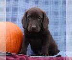 Small #1 Labrador Retriever
