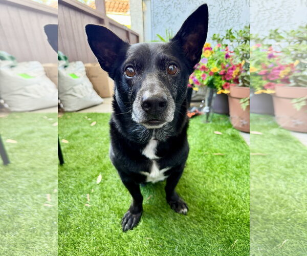 Medium Photo #4 Mutt Puppy For Sale in Lake Elsinore, CA, USA